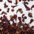 Flores secas de color rojo oscuro.